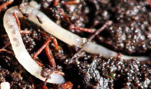 forse Enchytraeidae ma questo?